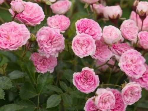 Рейтинг лучших бордюрных сортов комнатных роз. Бордюрные розы: описание 14