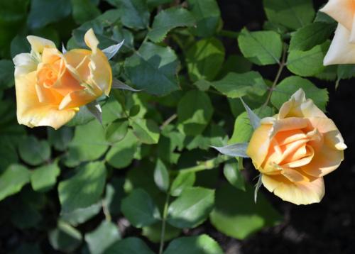 Видео-обзор 10 лучших сортов роз. Чайно-гибридные розы — 45 сортов с названиями и фото