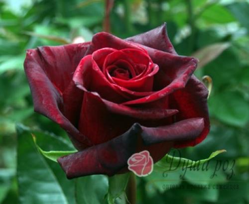 Бордюрные РОЗЫ каталог. БОРДЮРНЫЕ РОЗЫ (спрей, флорибунда, мини)