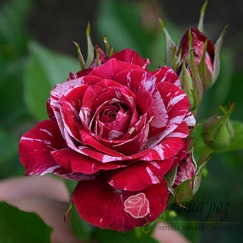 Бордюрные РОЗЫ каталог. БОРДЮРНЫЕ РОЗЫ (спрей, флорибунда, мини)