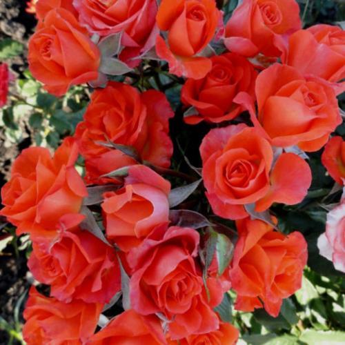 Бордюрные РОЗЫ каталог. БОРДЮРНЫЕ РОЗЫ (спрей, флорибунда, мини)