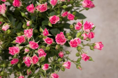 Рейтинг лучших бордюрных сортов комнатных роз. Бордюрные розы: описание 10