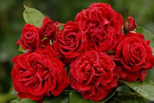 Самые устойчивые сорта роз. Какие сорта роз самые неприхотливые и зимостойкие