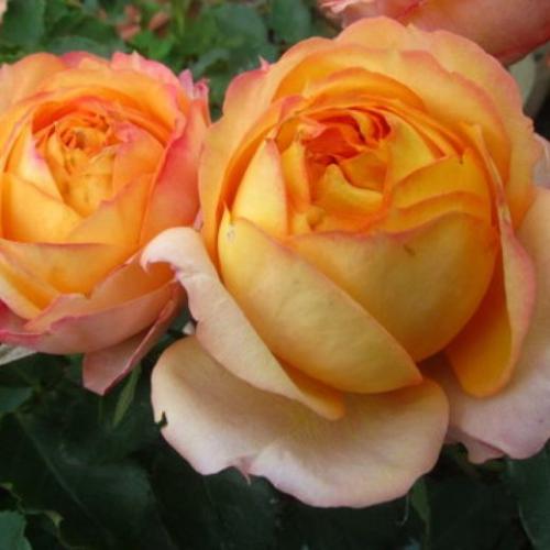 Бордюрные РОЗЫ каталог. БОРДЮРНЫЕ РОЗЫ (спрей, флорибунда, мини)