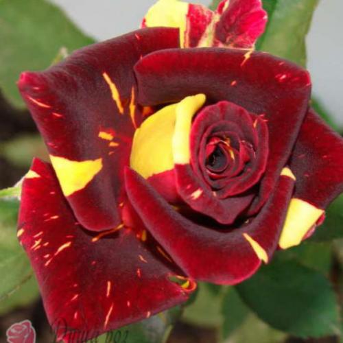 Бордюрные РОЗЫ каталог. БОРДЮРНЫЕ РОЗЫ (спрей, флорибунда, мини)