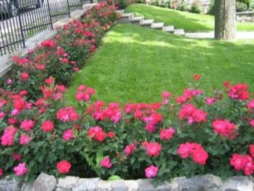 Рейтинг лучших бордюрных сортов комнатных роз. Бордюрные розы: описание 01