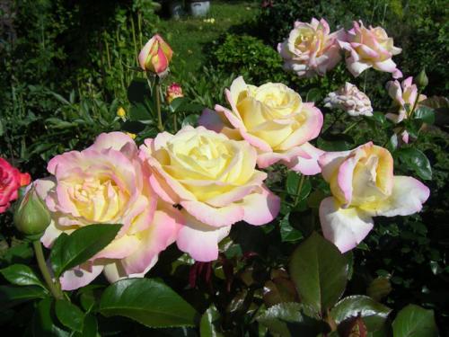 Видео-обзор 10 лучших сортов роз. Чайно-гибридные розы — 45 сортов с названиями и фото