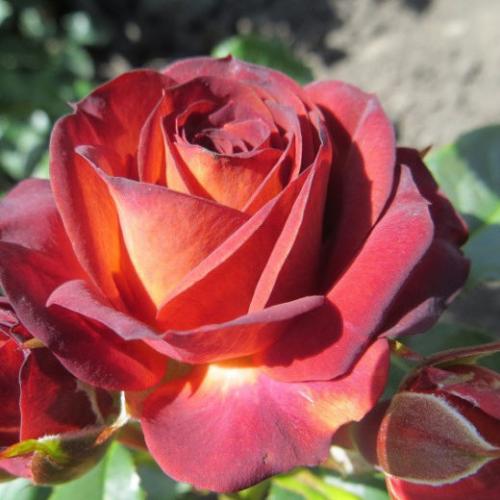 Бордюрные РОЗЫ каталог. БОРДЮРНЫЕ РОЗЫ (спрей, флорибунда, мини)