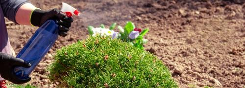 Защита от зимних холодов: как укрыть молодые хвойные растения 04