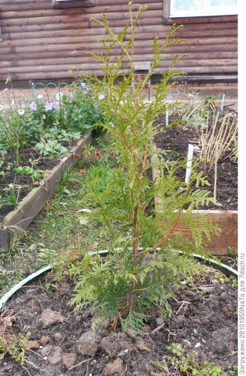 Какие материалы можно использовать для укрытия молодых хвойных растений. Лапник для укрытия молодых хвойных и декоративных кустарников