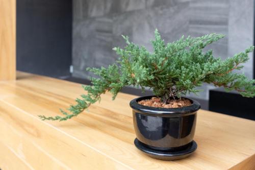 Как обеспечить достаточное освещение для хвойных растений в горшках зимой. Елочка в горшке: какие условия нужно создать для хвойного растения в доме