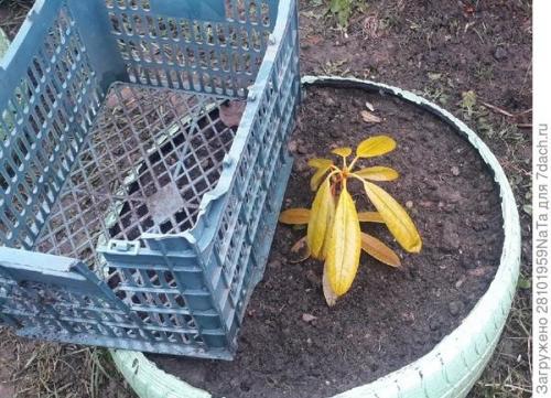 Какие материалы можно использовать для укрытия молодых хвойных растений. Лапник для укрытия молодых хвойных и декоративных кустарников