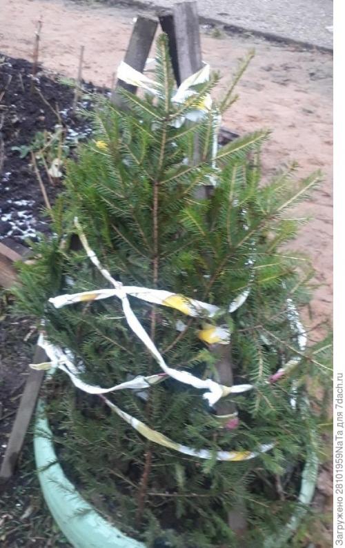 Какие материалы можно использовать для укрытия молодых хвойных растений. Лапник для укрытия молодых хвойных и декоративных кустарников