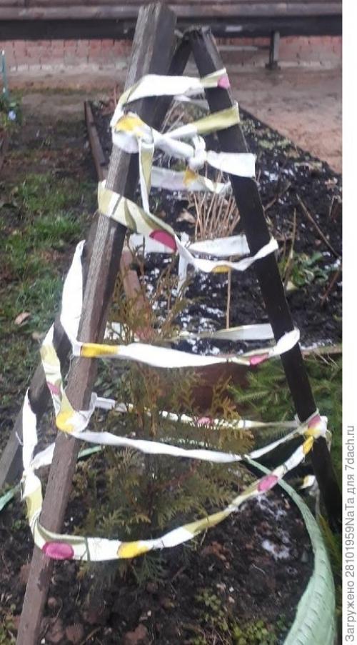 Какие материалы можно использовать для укрытия молодых хвойных растений. Лапник для укрытия молодых хвойных и декоративных кустарников