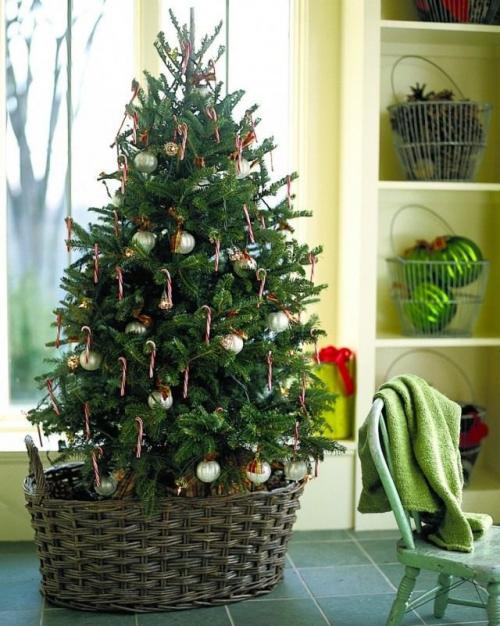 Можно ли использовать антифриз для хвойных растений в горшках. Правила подбора новогодних деревьев