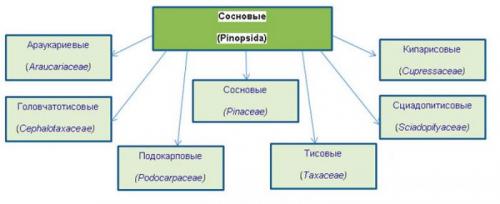 Какие растения относятся к молодым хвойным растениям. Характеристика и классификация
