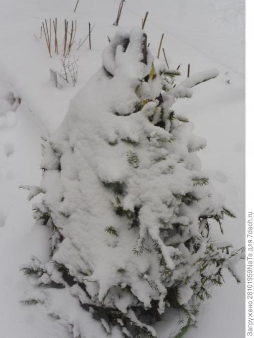 Какие материалы можно использовать для укрытия молодых хвойных растений. Лапник для укрытия молодых хвойных и декоративных кустарников