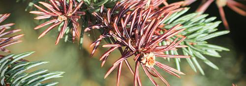 Защита от зимних холодов: как укрыть молодые хвойные растения 03