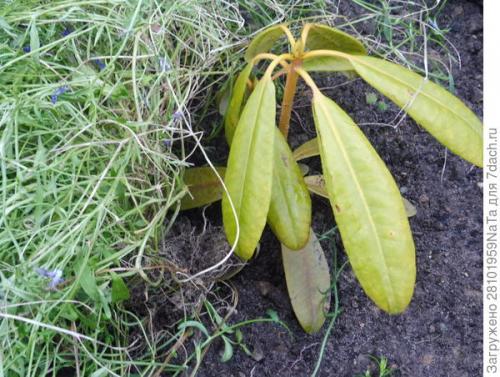 Какие материалы можно использовать для укрытия молодых хвойных растений. Лапник для укрытия молодых хвойных и декоративных кустарников