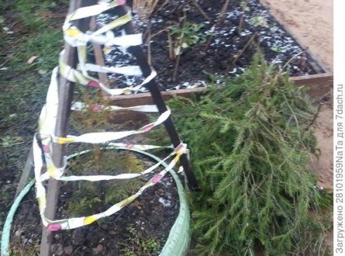 Какие материалы можно использовать для укрытия молодых хвойных растений. Лапник для укрытия молодых хвойных и декоративных кустарников
