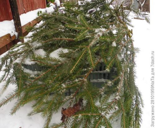 Какие материалы можно использовать для укрытия молодых хвойных растений. Лапник для укрытия молодых хвойных и декоративных кустарников