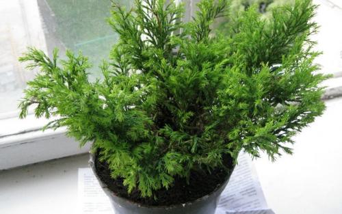Пересадка хвойных в горшок. Выращивание комнатного хвойного дерева кипарис крупноплодный