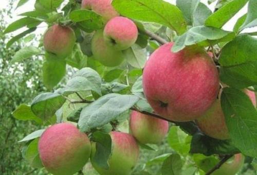 Августовские сорта яблок. Описание и характеристики