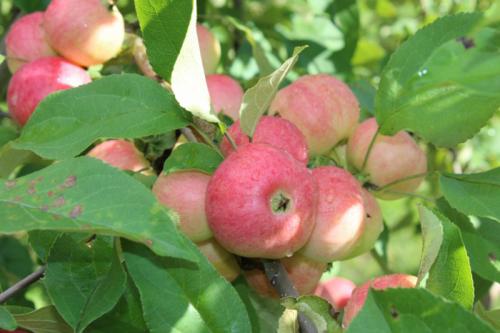 Ранний сорт яблони. Ранние яблоки – ТОП-28 сортов 2023 года