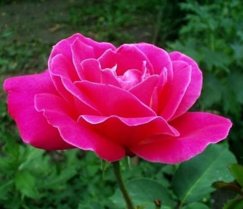 Лучшие виды и сорта роз. 35 Лучшие виды и сорта роз. 35