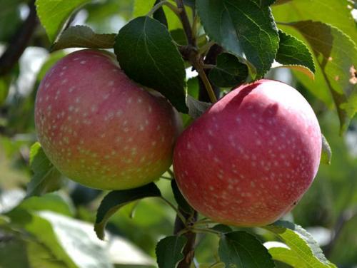 Ранний сорт яблони. Ранние яблоки – ТОП-28 сортов 2023 года