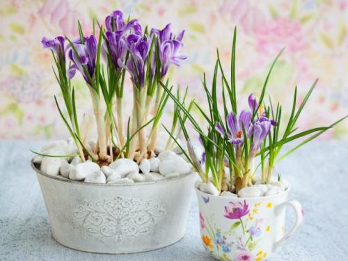 Как правильно ухаживать за крокусами после посадки осенью. Трогательное цветение комнатных крокусов