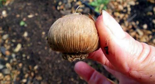 Как подготовить грунт для посадки крокусов осенью. Рекомендации по выбору места для посадки крокусов