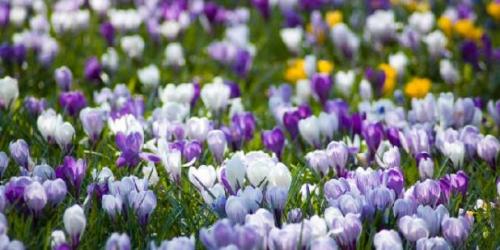 Как подготовить грунт для посадки крокусов осенью. Рекомендации по выбору места для посадки крокусов