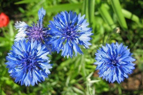 Мелкие голубые многолетние цветы. Голубые цветы: названия, фото и описания (каталог)