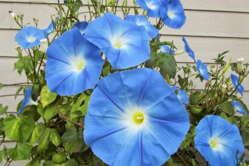 Мелкие голубые многолетние цветы. Голубые цветы: названия, фото и описания (каталог)