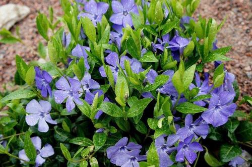 Мелкие голубые многолетние цветы. Голубые цветы: названия, фото и описания (каталог)