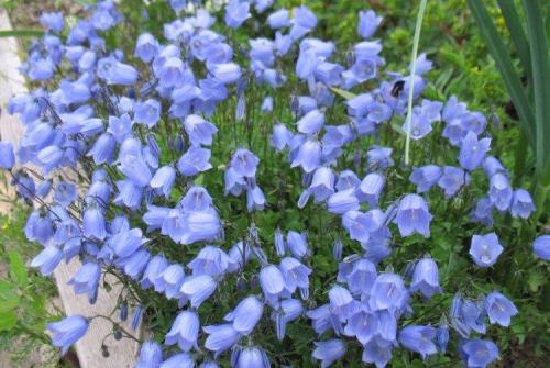 Мелкие голубые многолетние цветы. Голубые цветы: названия, фото и описания (каталог)