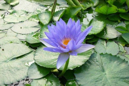 Мелкие голубые многолетние цветы. Голубые цветы: названия, фото и описания (каталог)