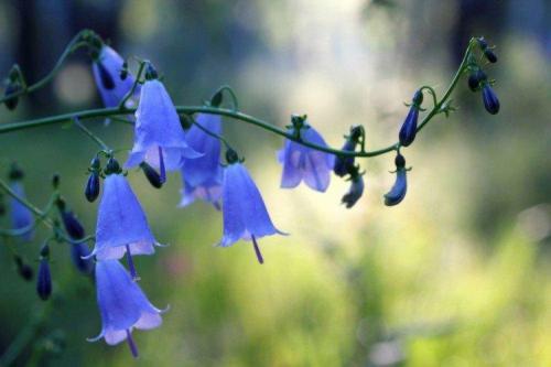 Мелкие голубые многолетние цветы. Голубые цветы: названия, фото и описания (каталог)