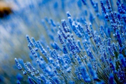 Мелкие голубые многолетние цветы. Голубые цветы: названия, фото и описания (каталог)