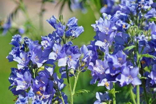 Мелкие голубые многолетние цветы. Голубые цветы: названия, фото и описания (каталог)