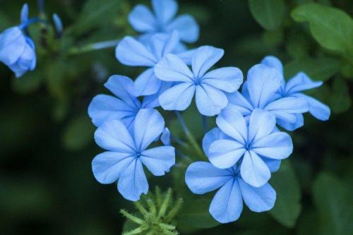 Мелкие голубые многолетние цветы. Голубые цветы: названия, фото и описания (каталог)