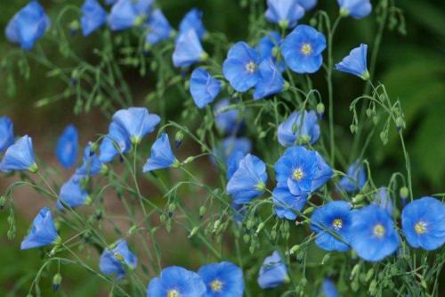 Мелкие голубые многолетние цветы. Голубые цветы: названия, фото и описания (каталог)