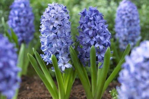 Мелкие голубые многолетние цветы. Голубые цветы: названия, фото и описания (каталог)