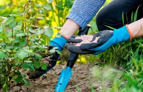 Самые лучшие устойчивые сорта роз. Самые зимостойкие сорта плетистых и вьющихся роз 08 Самые лучшие устойчивые сорта роз. Самые зимостойкие сорта плетистых и вьющихся роз 08