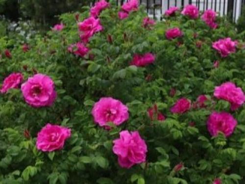 Самые лучшие устойчивые сорта роз. Самые зимостойкие сорта плетистых и вьющихся роз 19 Самые лучшие устойчивые сорта роз. Самые зимостойкие сорта плетистых и вьющихся роз 19