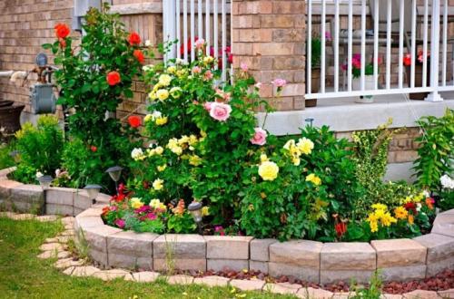 Самые лучшие устойчивые сорта роз. Самые зимостойкие сорта плетистых и вьющихся роз 14 Самые лучшие устойчивые сорта роз. Самые зимостойкие сорта плетистых и вьющихся роз 14