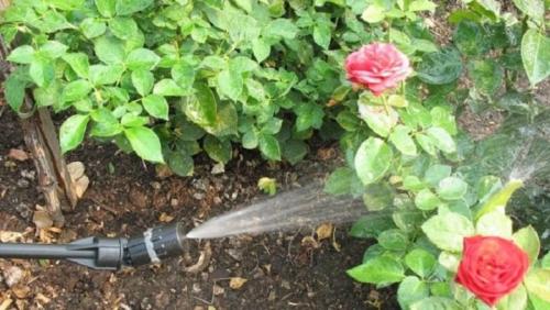 Самые лучшие устойчивые сорта роз. Самые зимостойкие сорта плетистых и вьющихся роз 10 Самые лучшие устойчивые сорта роз. Самые зимостойкие сорта плетистых и вьющихся роз 10