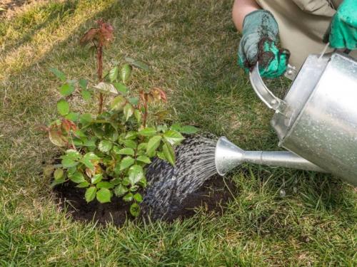 Самые лучшие устойчивые сорта роз. Самые зимостойкие сорта плетистых и вьющихся роз 13 Самые лучшие устойчивые сорта роз. Самые зимостойкие сорта плетистых и вьющихся роз 13