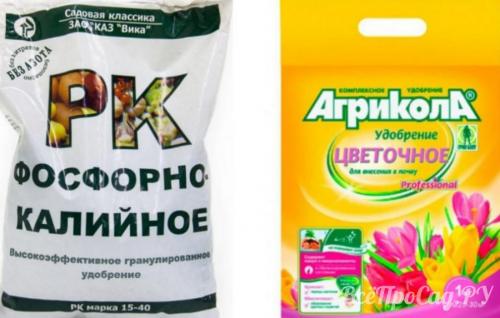 Стоит ли применять мульчу после посадки крокусов в августе. Полив и удобрение
